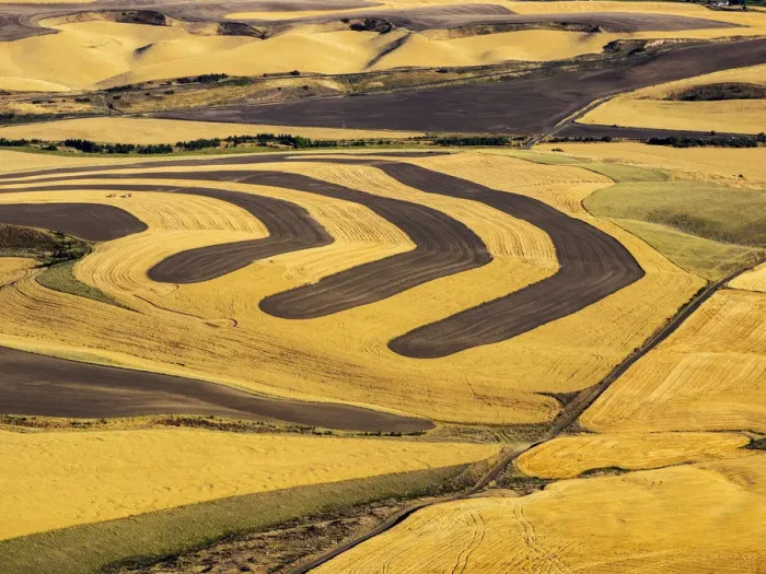 Framed Print : Aerial of harvest in the rolling hills of the Palouse Framed Print : Aerial of harvest in the rolling hills of the Palouse