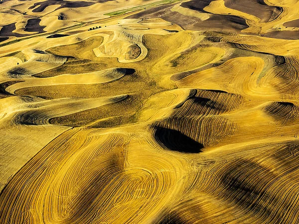 Aerial of harvest in the rolling hills of the Palouse