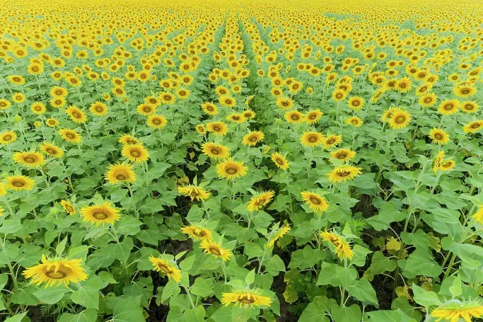Framed Print : Aerial of a Sunflower field in bloom Jasper County, Illinois Framed Print : Aerial of a Sunflower field in bloom Jasper County, Illinois