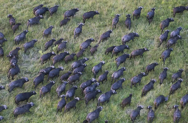 Aerial view of African Buffalo (Syncerus caffer) on the savanah from hot air balloon