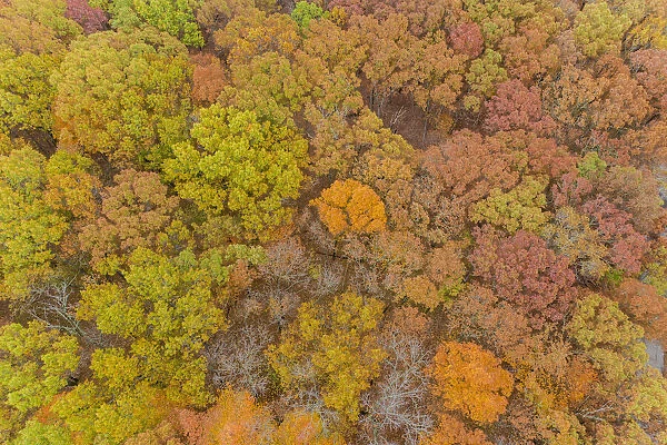 Aerial view of fall color, Marion County, Illinois