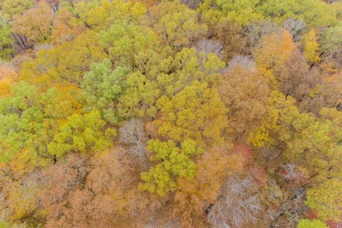 Framed Print : Aerial view of fall color, Marion County, Illinois