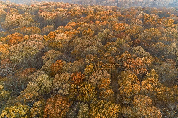 Aerial View of fall Color at sunrise, Marion County, Illinois