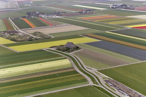 Aerial view of flower field patterns surrounding Amsterdam, Holland