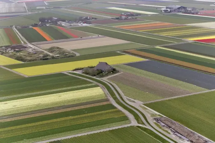Framed Print : Aerial view of flower field patterns surrounding Amsterdam, Holland