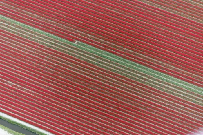 Framed Print : Aerial view of flower field patterns surrounding Amsterdam, Holland