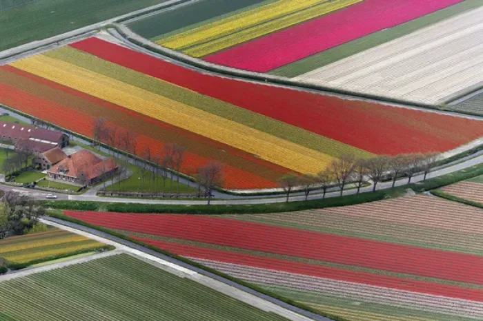 Framed Print : Aerial view of flower field patterns surrounding Amsterdam, Holland Framed Print : Aerial view of flower field patterns surrounding Amsterdam, Holland