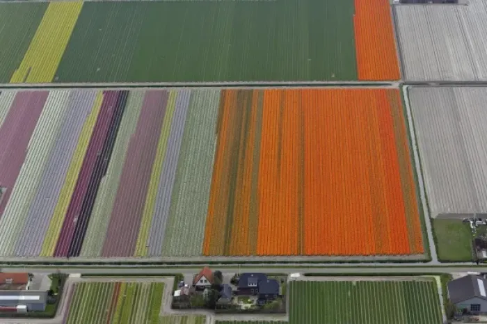 Framed Print : Aerial view of flower field patterns surrounding Amsterdam, Holland Framed Print : Aerial view of flower field patterns surrounding Amsterdam, Holland