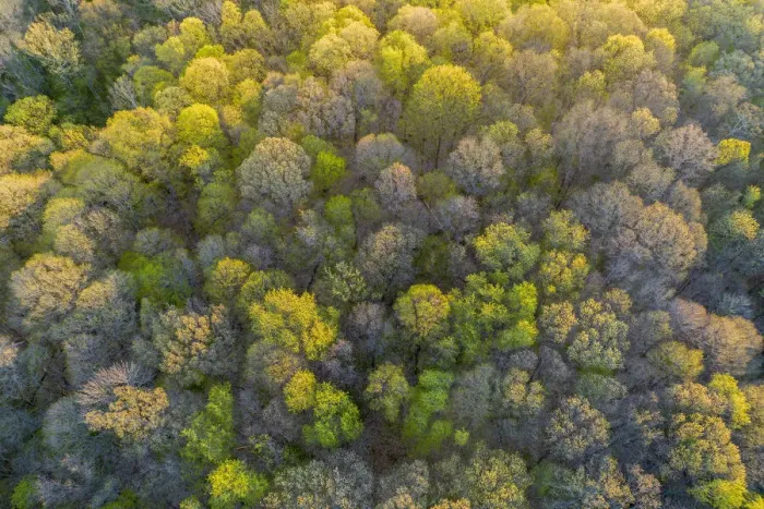 Framed Print : Aerial view of forest in spring, Marion County, Illinois