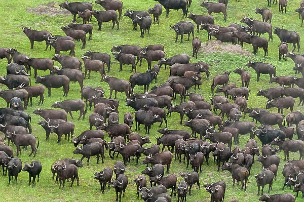 An aerial view of a herd of African buffalo, Syncerus caffer. Okavango Delta, Botswana