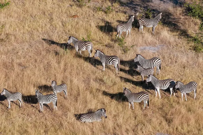 Framed Print : An aerial view of a herd of plains zebras, Equus quagga. Okavango Delta, Botswana Framed Print : An aerial view of a herd of plains zebras, Equus quagga. Okavango Delta, Botswana