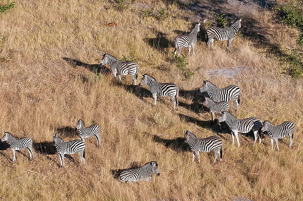 An aerial view of a herd of plains zebras, Equus quagga. Okavango Delta, Botswana