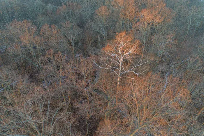 Framed Print : Aerial view of lone Sycamore tree in winter woods, Marion County, Illinois Framed Print : Aerial view of lone Sycamore tree in winter woods, Marion County, Illinois
