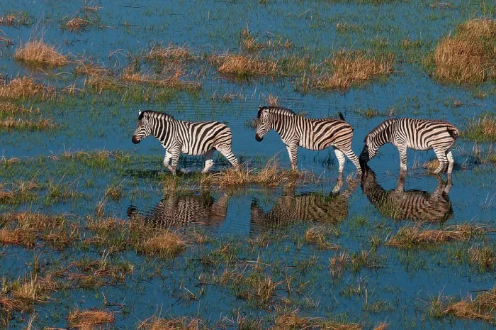 Framed Print : Aerial view of plains zebras, Equus quagga, walking in an Okavango flood plain. Okavango Delta, Botswana Framed Print : Aerial view of plains zebras, Equus quagga, walking in an Okavango flood plain. Okavango Delta, Botswana