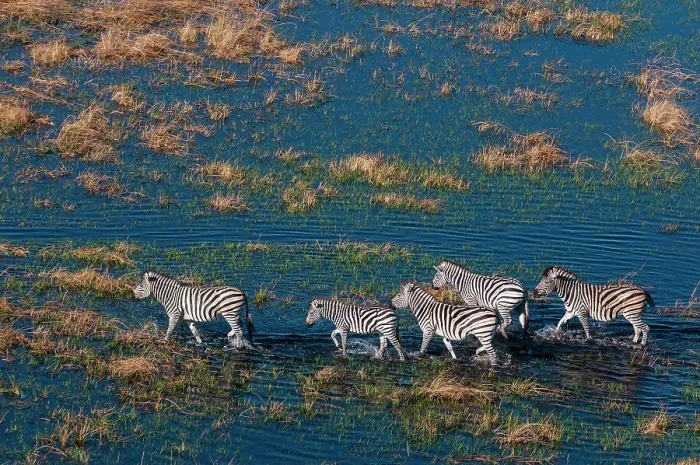 Framed Print : An aerial view of plains zebras, Equus quagga, walking in a flood plain. Okavango Delta, Botswana Framed Print : An aerial view of plains zebras, Equus quagga, walking in a flood plain. Okavango Delta, Botswana
