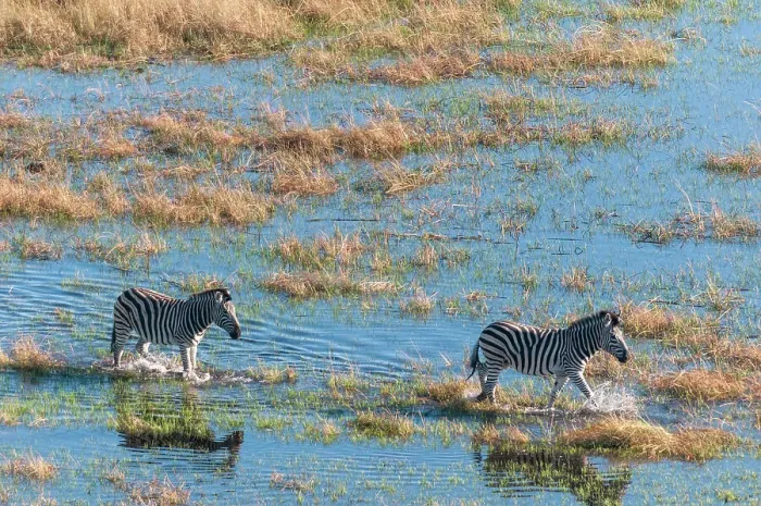 Framed Print : An aerial view of plains zebras, Equus quagga, walking in a flood plain. Okavango Delta, Botswana Framed Print : An aerial view of plains zebras, Equus quagga, walking in a flood plain. Okavango Delta, Botswana