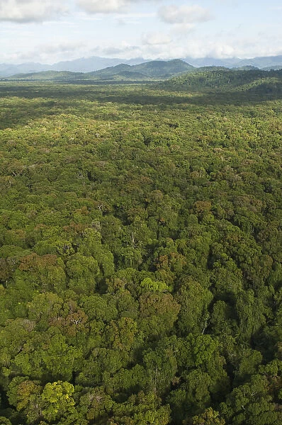 Aerial View of Rainforest Iwokrama Reserve GUYANA South America