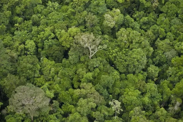 Framed Print : Aerial View of Rainforest Iwokrama Reserve GUYANA South America