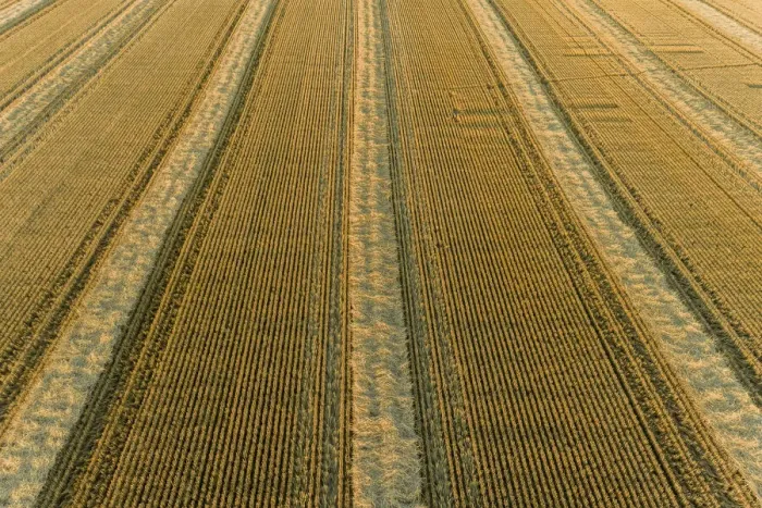 Framed Print : Aerial view of rows of wheat straw before baling, Marion County, Illinois