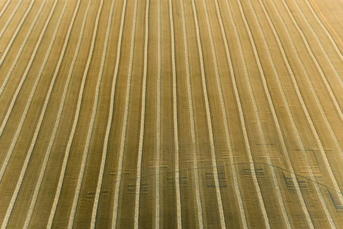 Framed Print : Aerial view of rows of wheat straw before baling, Marion County, Illinois