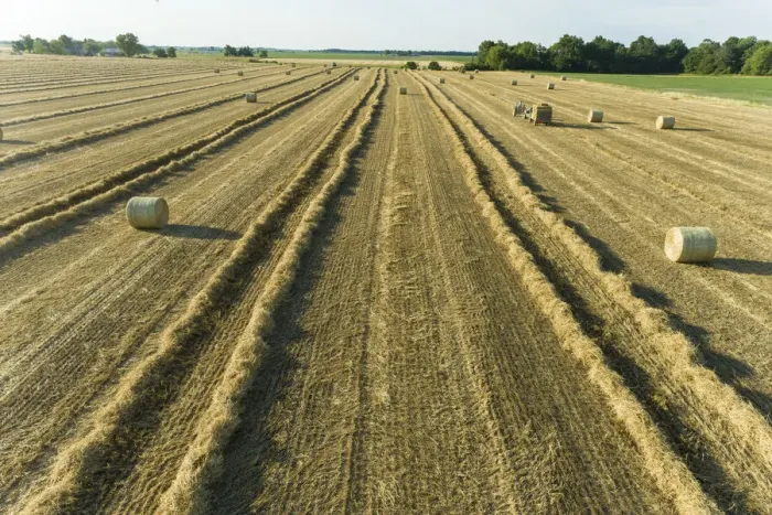 Framed Print : Aerial view of rows of wheat straw before baling and round bales, Marion County, Illinois Framed Print : Aerial view of rows of wheat straw before baling and round bales, Marion County, Illinois