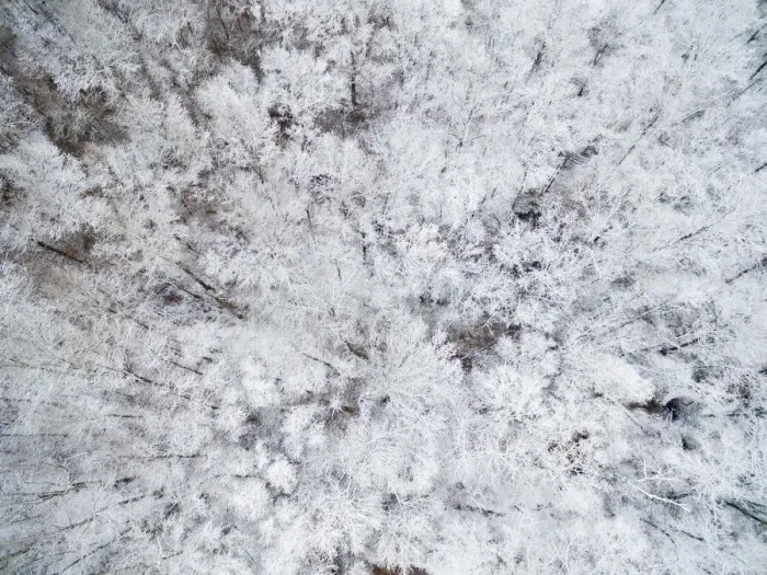 Framed Print : Aerial view of snow-covered trees, Marion County, Illinois