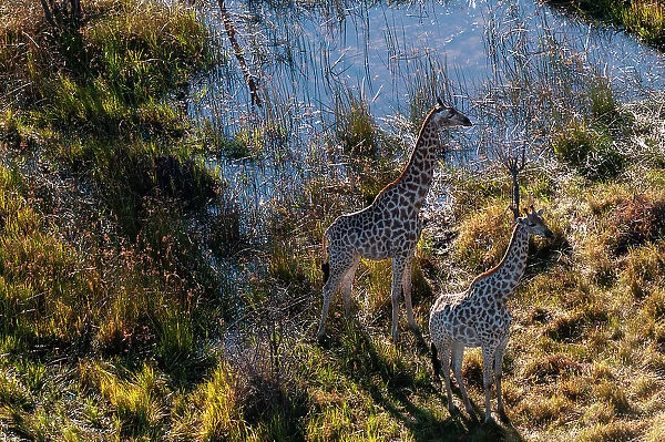 An aerial view of two southern giraffes, Giraffa camelopardalis. Okavango Delta, Botswana