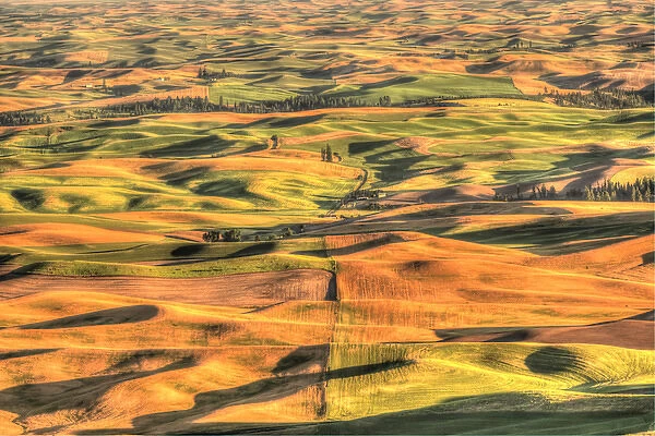 Aerial view of Summer Wheat, Barley and Lentil Fields from atop Steptoe Butte Park