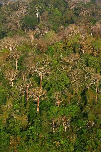 aerial view of tropical lowland forest in Soberania National Park, Panama, dry season