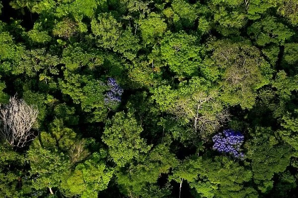 aerial view of tropical lowland forest in Soberania National Park, Panama, canopy
