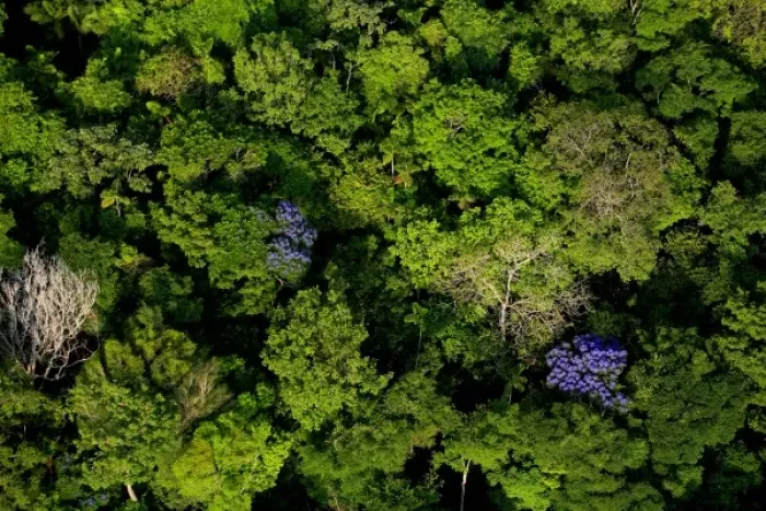 Framed Print : aerial view of tropical lowland forest in Soberania National Park, Panama, canopy
