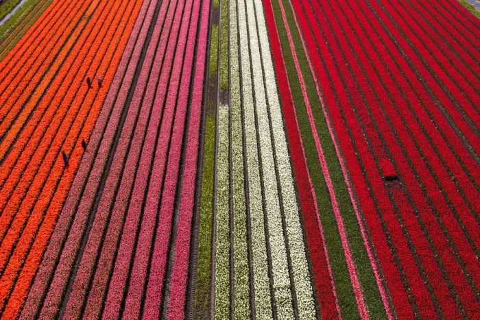 Framed Print : Aerial view of the tulip fields in North Holland, Netherlands Framed Print : Aerial view of the tulip fields in North Holland, Netherlands