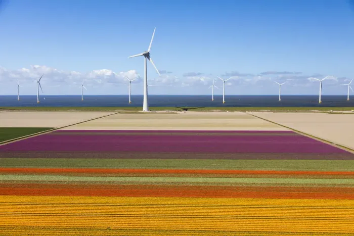 Framed Print : Aerial view of the tulip fields in North Holland, Netherlands Framed Print : Aerial view of the tulip fields in North Holland, Netherlands