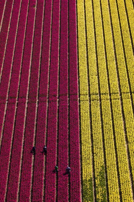Framed Print : Aerial view of the tulip fields in North Holland, Netherlands
