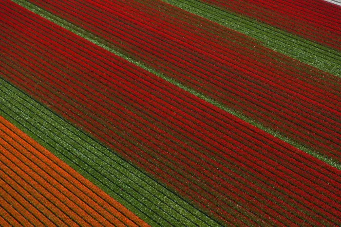 Framed Print : Aerial view of the tulip fields in North Holland, Netherlands
