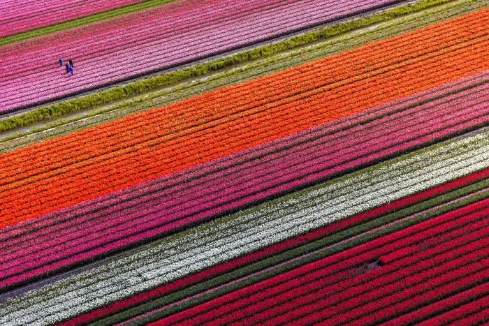 Framed Print : Aerial view of the tulip fields in North Holland, Netherlands Framed Print : Aerial view of the tulip fields in North Holland, Netherlands
