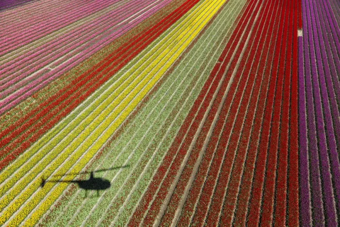 Framed Print : Aerial view of the tulip fields in North Holland, Netherlands Framed Print : Aerial view of the tulip fields in North Holland, Netherlands