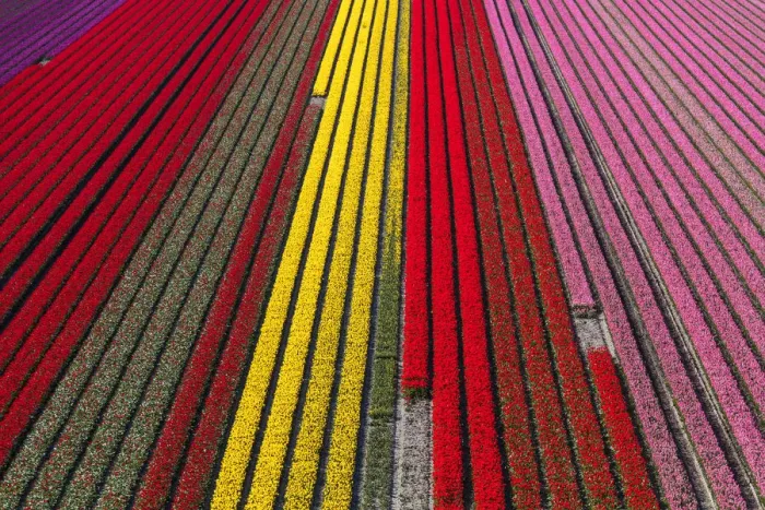 Framed Print : Aerial view of the tulip fields in North Holland, Netherlands