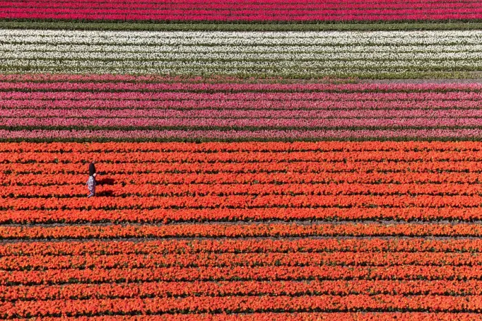 Framed Print : Aerial view of the tulip fields in North Holland, Netherlands Framed Print : Aerial view of the tulip fields in North Holland, Netherlands