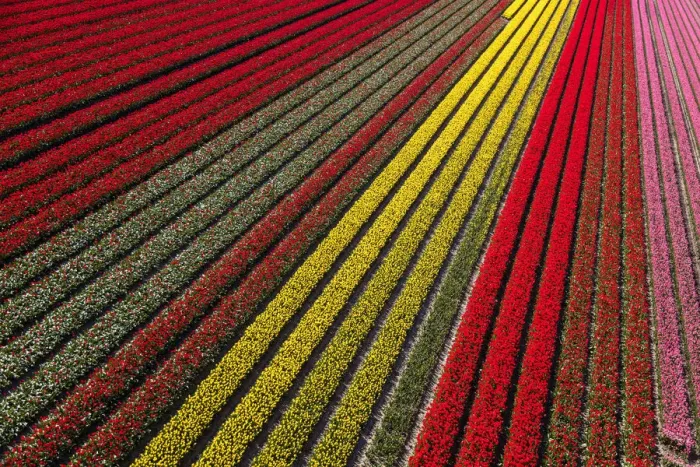 Framed Print : Aerial view of the tulip fields in North Holland, Netherlands