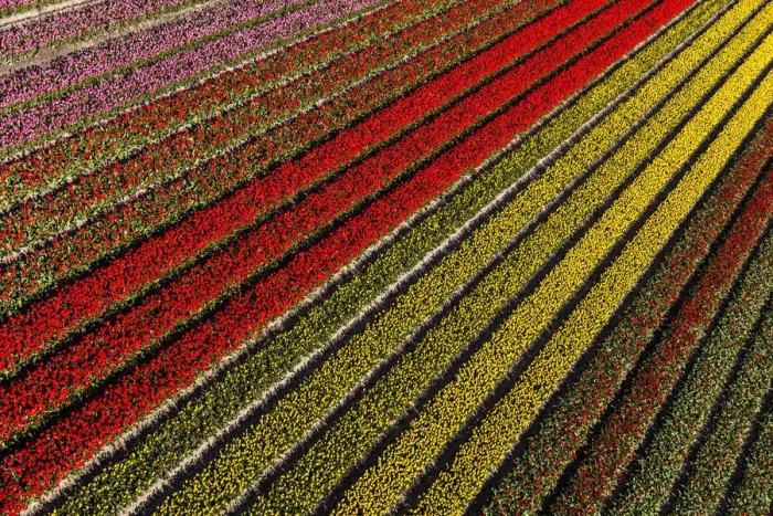 Framed Print : Aerial view of the tulip fields in North Holland, Netherlands