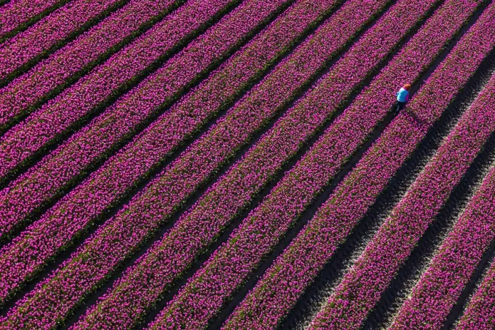 Framed Print : Aerial view of the tulip fields in North Holland, Netherlands Framed Print : Aerial view of the tulip fields in North Holland, Netherlands