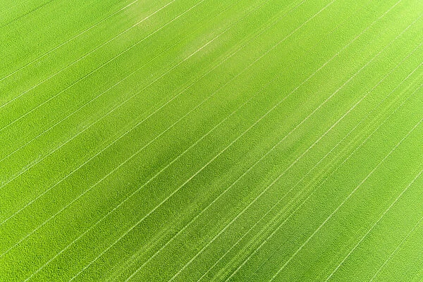 Aerial view of wheat field, Marion County, Illinois
