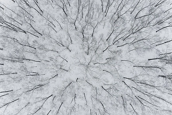 Aerial view of woods after a snowfall, Marion County, Illinois