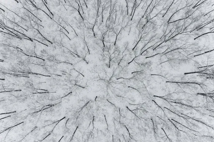 Framed Print : Aerial view of woods after a snowfall, Marion County, Illinois