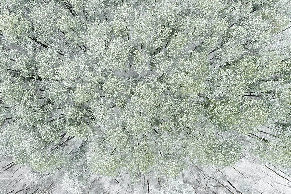 Aerial view of woods and white pine trees after a snowfall, Marion County, Illinois