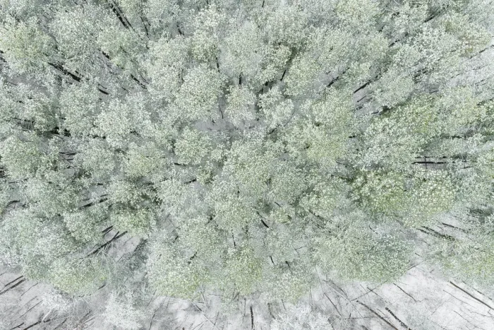 Framed Print : Aerial view of woods and white pine trees after a snowfall, Marion County, Illinois Framed Print : Aerial view of woods and white pine trees after a snowfall, Marion County, Illinois