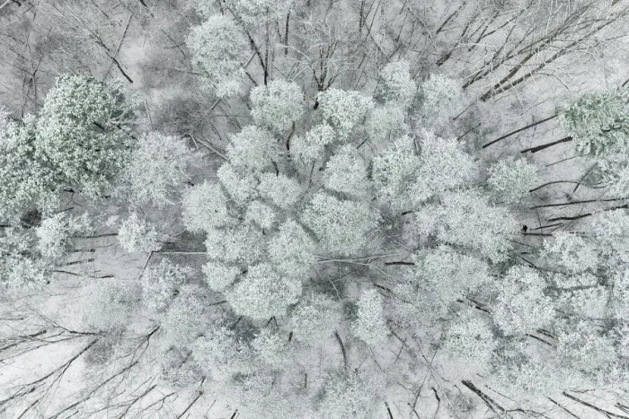 Framed Print : Aerial view of woods and white pine trees after a snowfall, Marion County, Illinois
