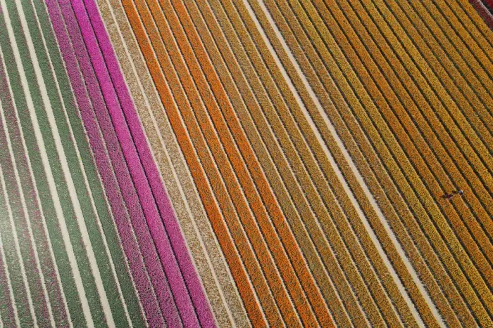 Framed Print : Aerial of workers in colorful tulip fields, Edendale, Southland, South Island, New