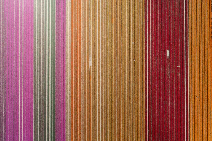 Framed Print : Aerial of workers in colorful tulip fields, Edendale, Southland, South Island, New Framed Print : Aerial of workers in colorful tulip fields, Edendale, Southland, South Island, New